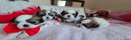 Shih Tzu dogs for sale: Shih Tzu puppies for sale  - Advert 2