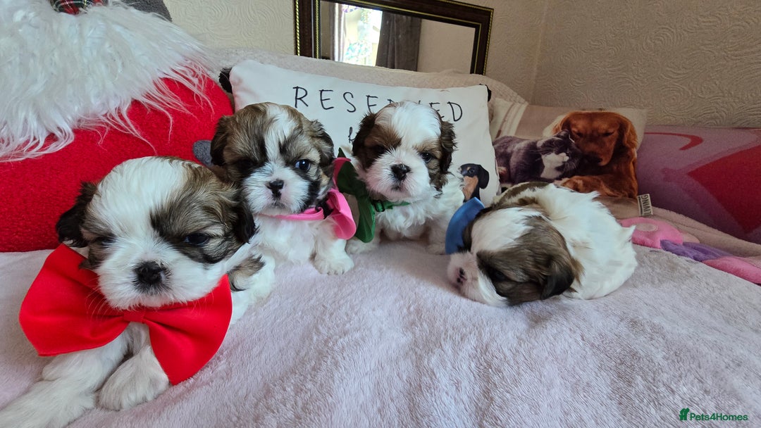 Shih Tzu dogs for sale: Shih Tzu puppies for sale  - Advert 2