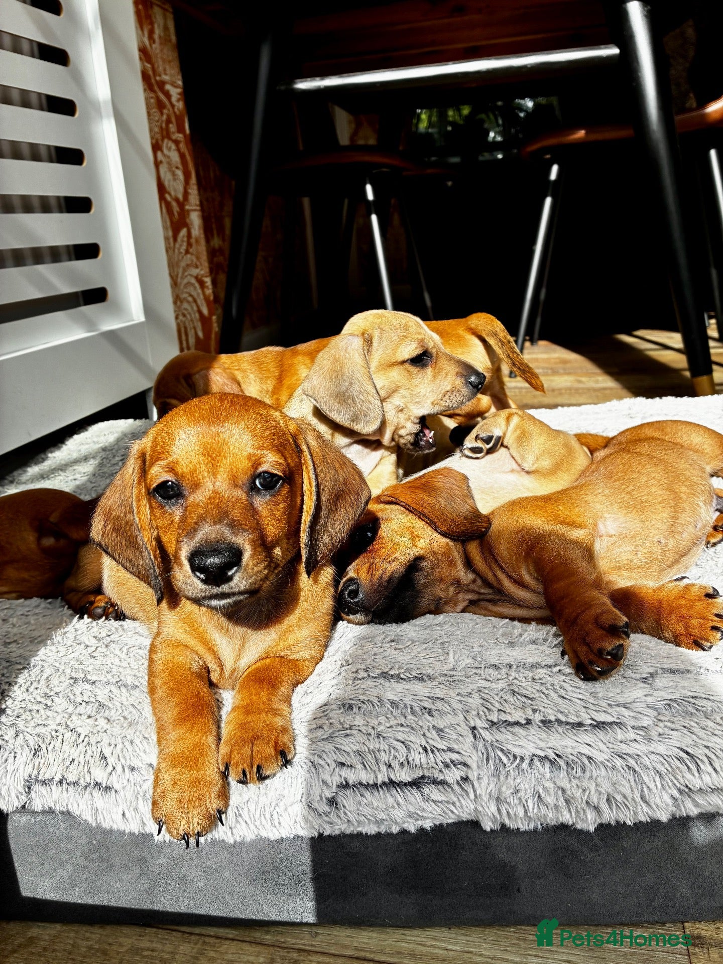 Dachshund dogs 3 beautiful red dachshund boys - Advert 11