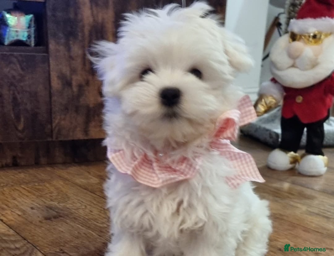 Maltese dogs Maltese Girl Ready to go  - Advert 9