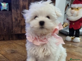 Maltese dogs Maltese Girl Ready to go - Advert 9