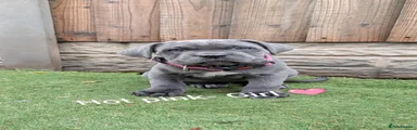 Cane Corso 11