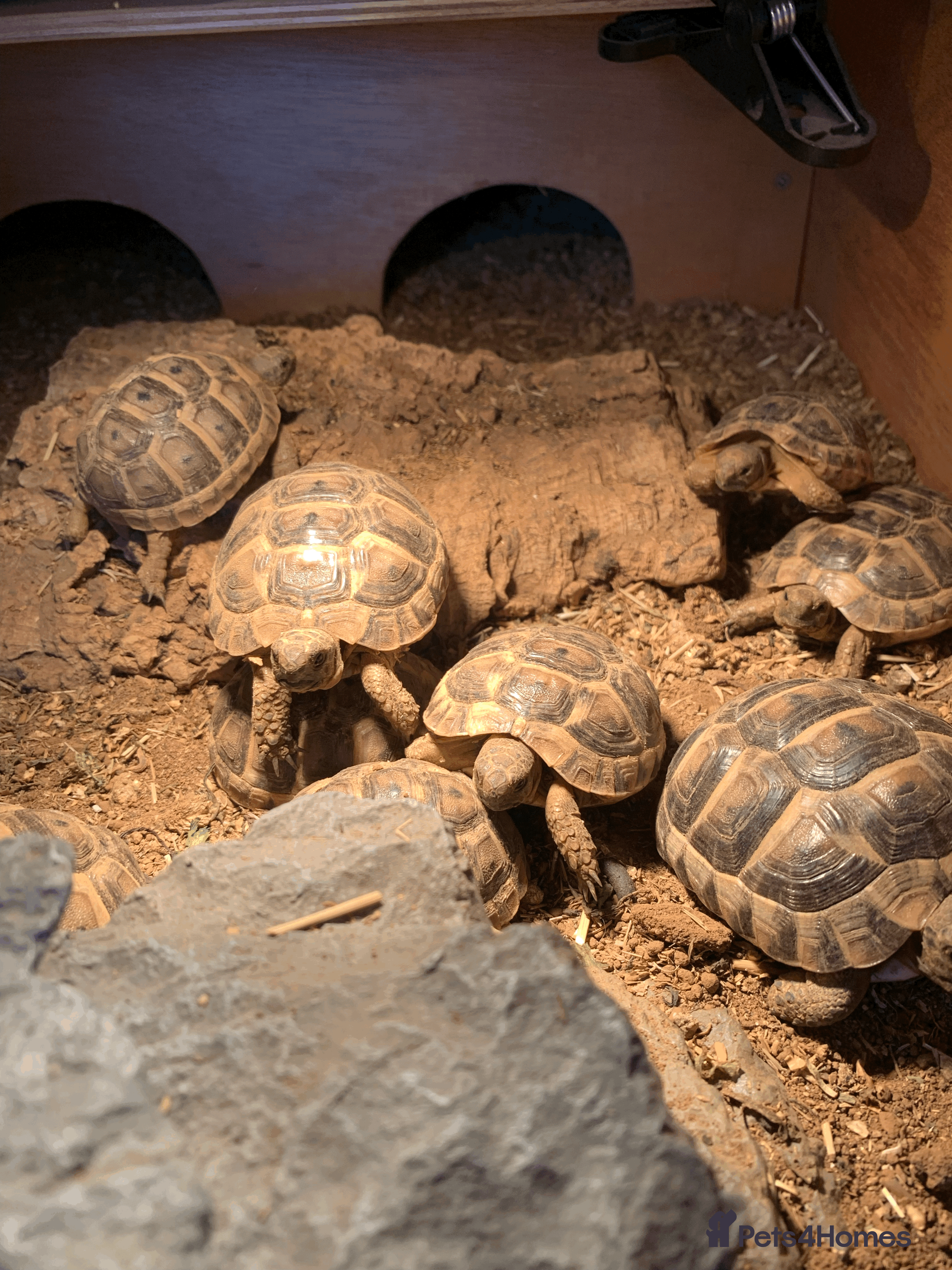 Tortoise reptiles Mediterranean Spur-thigh Hatchlings - Advert 2