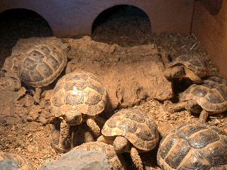 Tortoise reptiles Mediterranean Spur-thigh Hatchlings - Advert 2