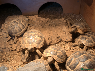 Tortoise reptiles Mediterranean Spur-thigh Hatchlings - Advert 5