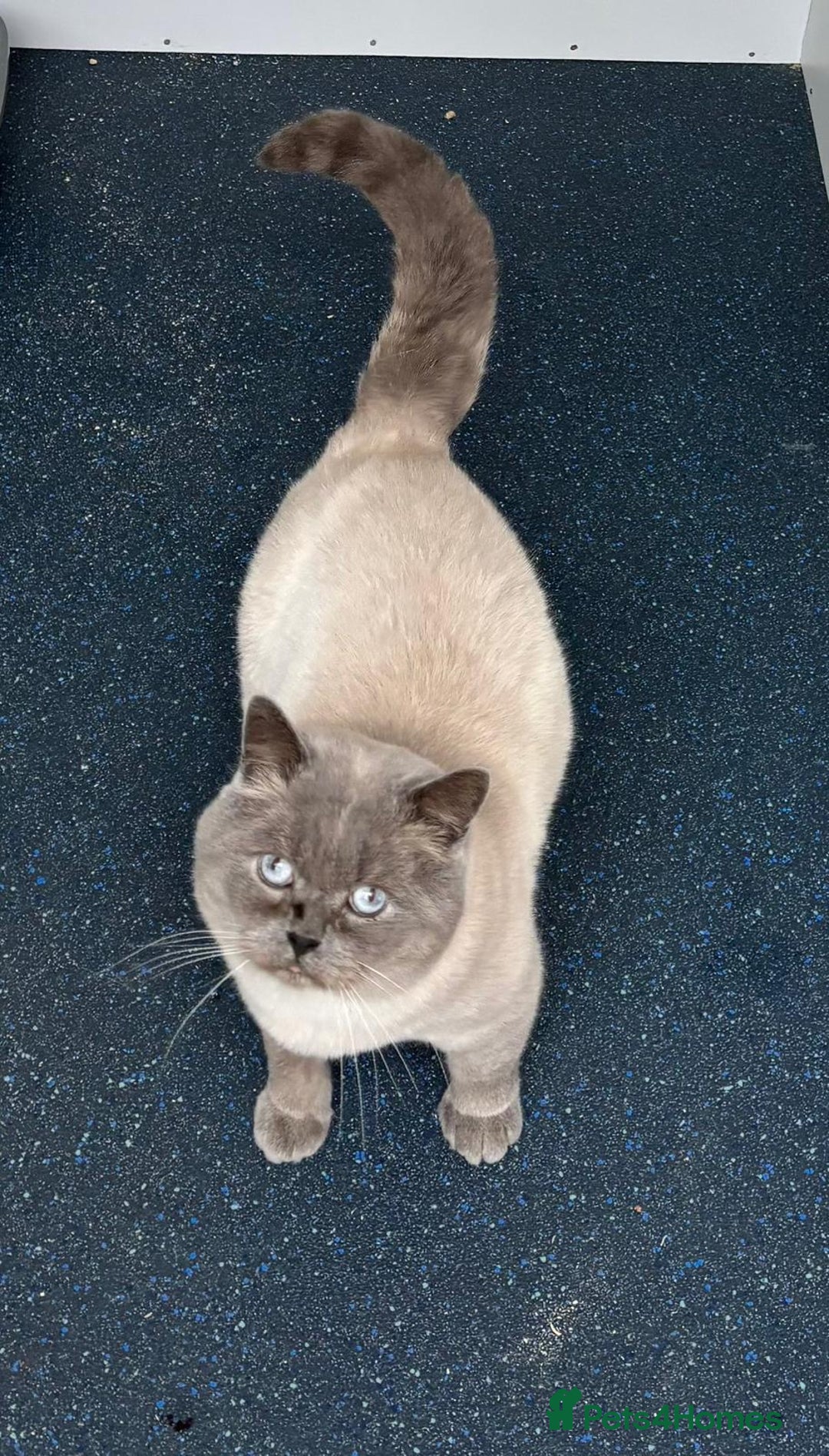 British Shorthair cats for stud: STUD BRITISH SHORTHAIRS - Advert 5