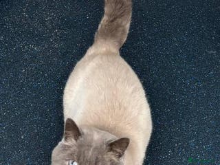 British Shorthair cats 2 BSH FOR STUD CH LILAC BI COLOUR AND BLUE POINT - Advert 12