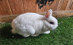 Netherland Dwarf rabbits for sale: Blue eyed Netherland  dwarf doe.  - Image 5