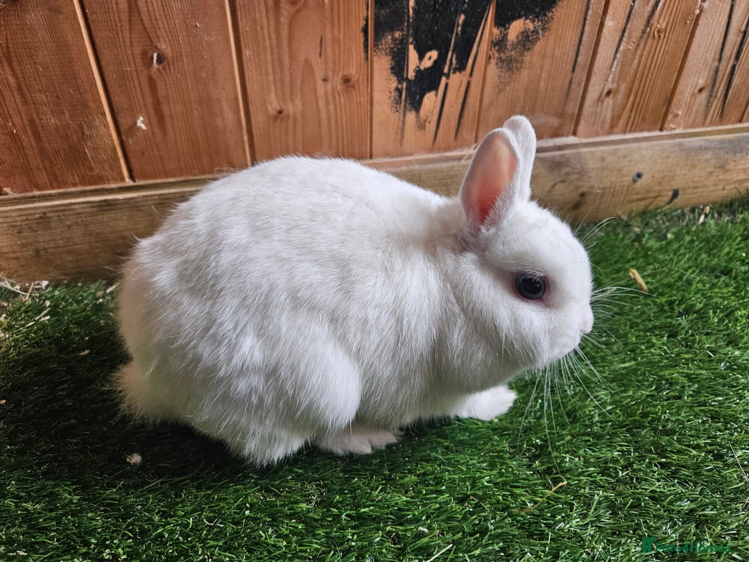 Netherland Dwarf rabbits for sale: Blue eyed Netherland  dwarf doe.  - Image 5