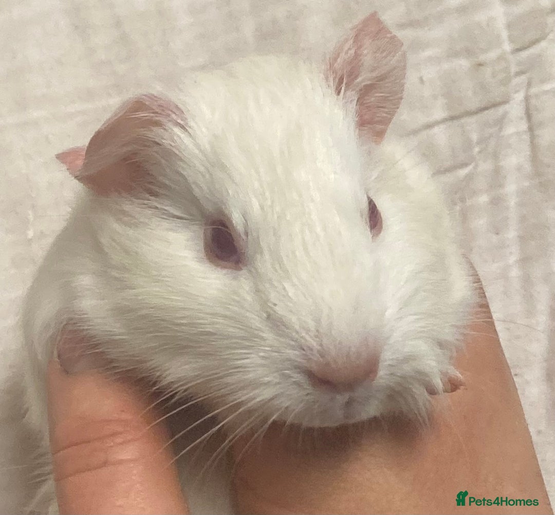Guinea Pig rodents for sale: Baby Female Guinea Pigs For Sale  - Advert 10