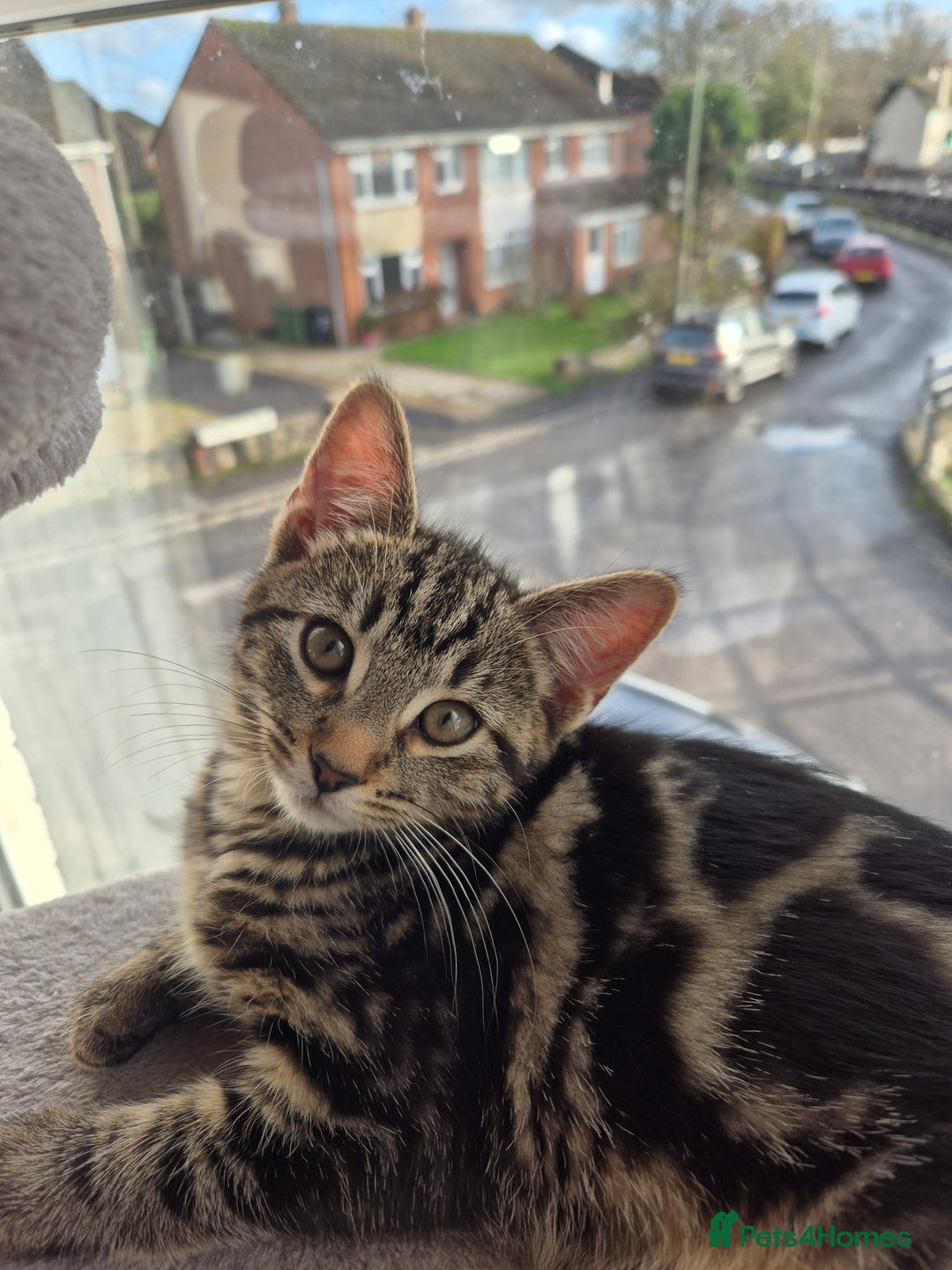 Mixed Breed cats for sale: 5 lovely affectionate kitten looking for home - Advert 7