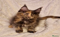 Maine Coon cats for sale: 🌟Ready to leave 4 XL Maine Coons active available - Image 8
