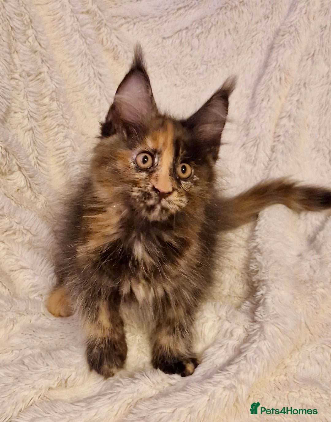 Maine Coon cats for sale: 🌟Ready to leave 4 XL Maine Coons active available - Image 8