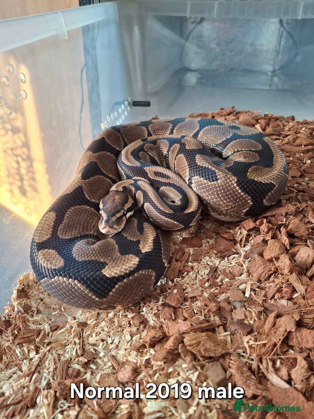 Python Snake reptiles for sale: Ball python 1 normal male 2 Pinstripe females  - Advert 3