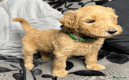 Goldendoodle dogs for sale: F1B Goldendoodle Puppies from a Therapy Dog - Image 14