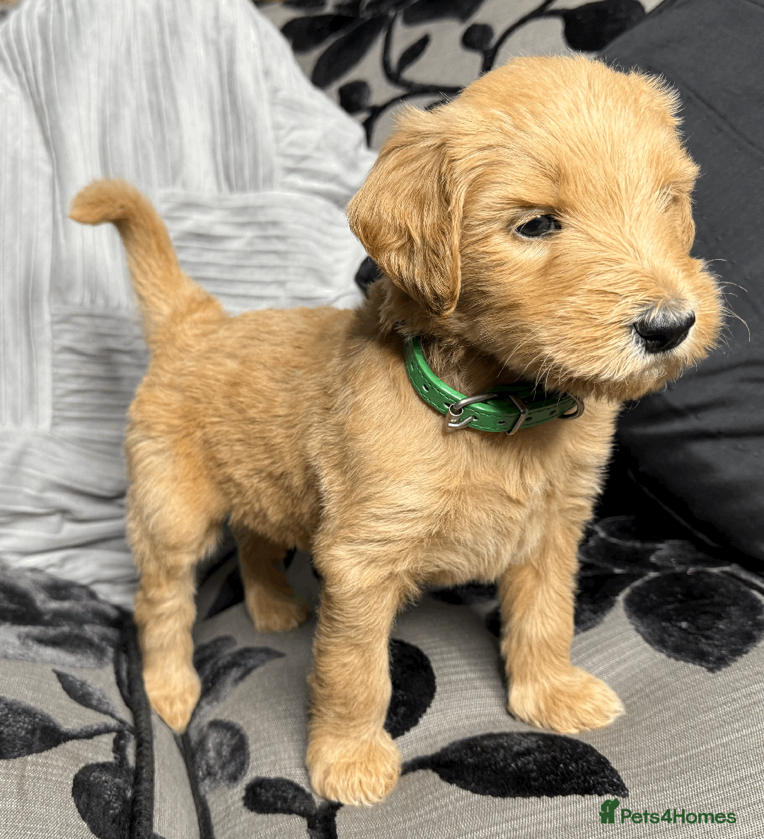 Goldendoodle dogs for sale: F1B Goldendoodle Puppies from a Therapy Dog - Image 14