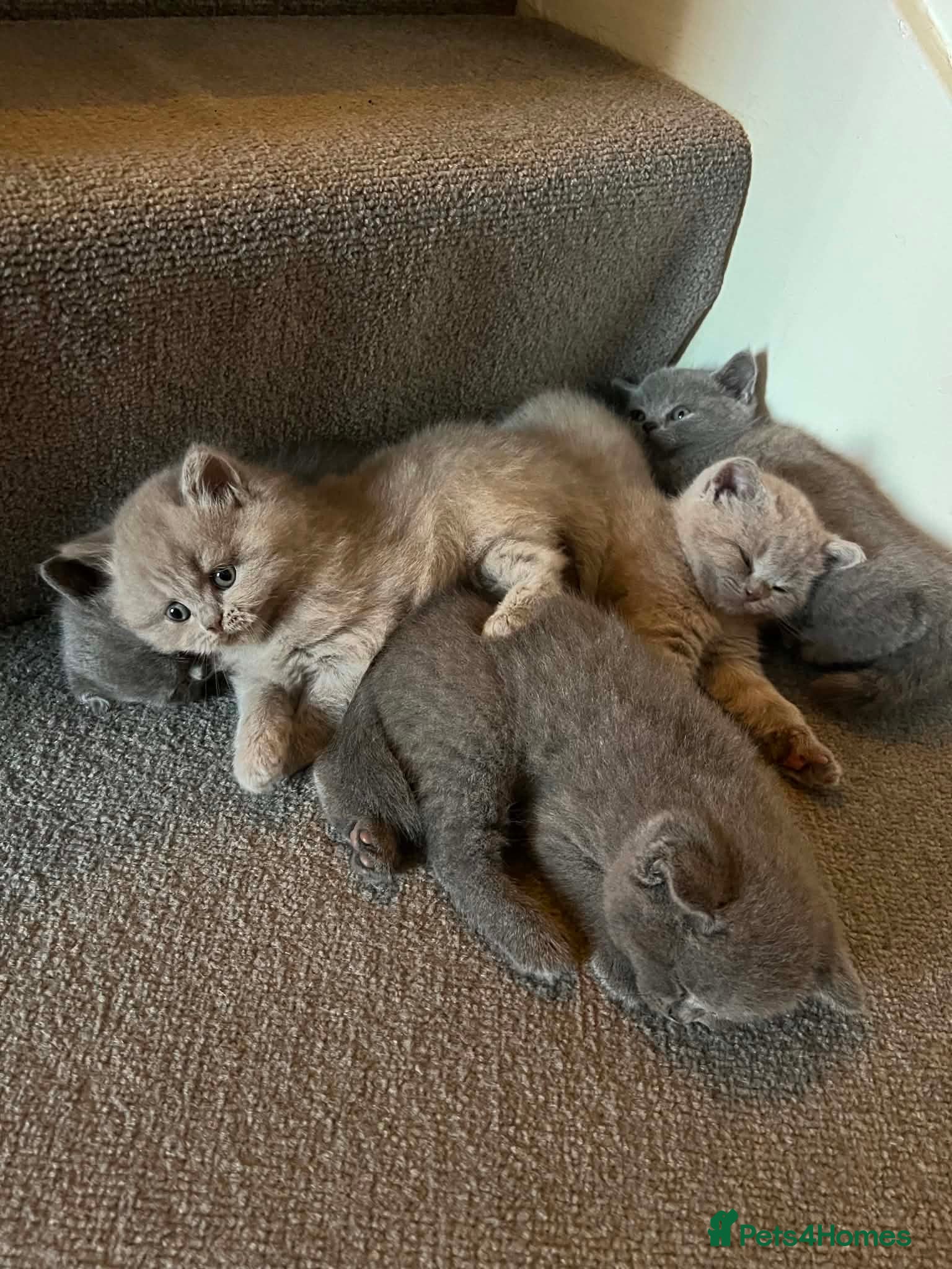 British Shorthair cats Amazing British shorthair kittens!!!… - Advert 1