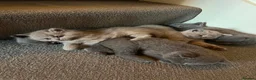 British Shorthair cats for sale: Left 1 female fluffy British shorthair kitty!!!… - Advert 7