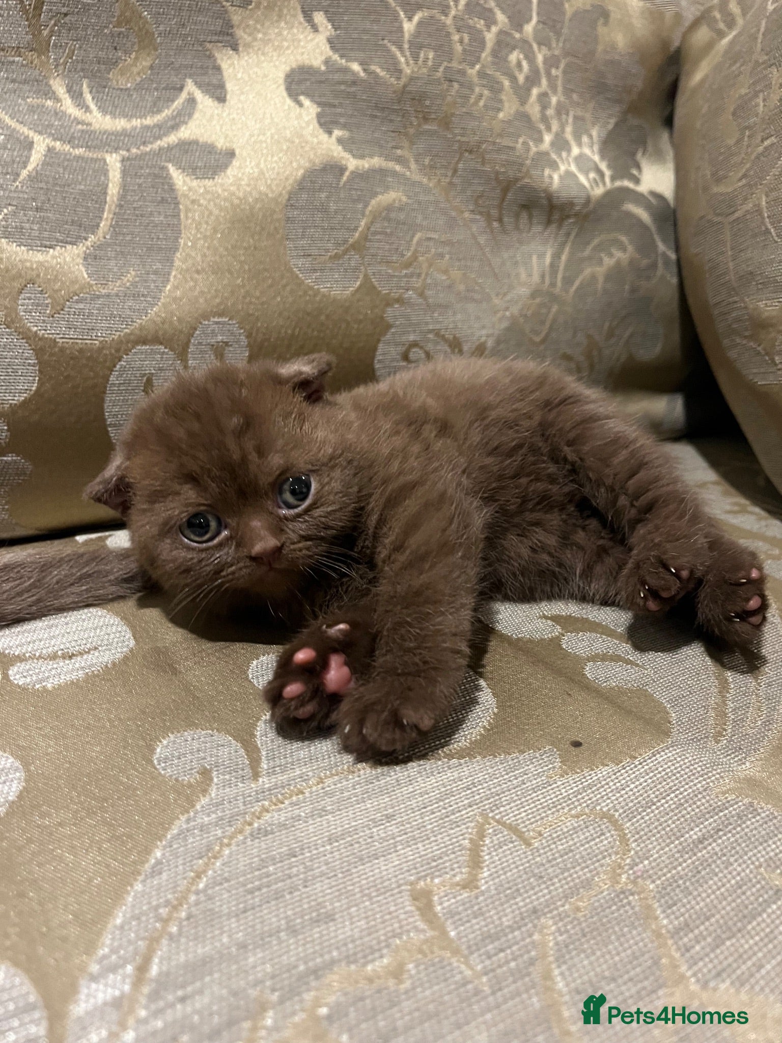 Scottish Fold cats Stunning Scottish, highest quality & TICA reg - Advert 4