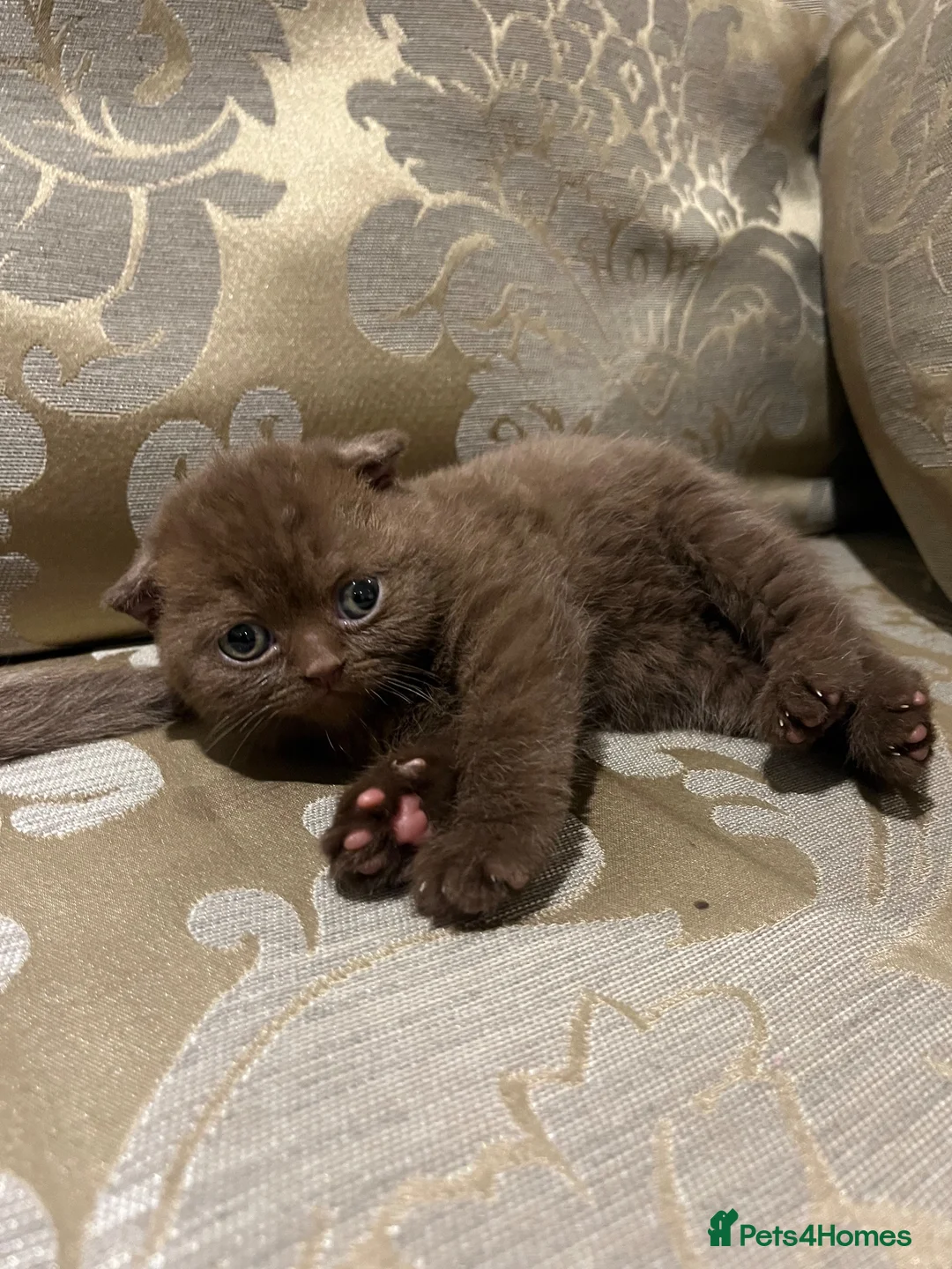Scottish Fold cats for sale: Stunning Scottish, highest quality & TICA reg - Advert 1