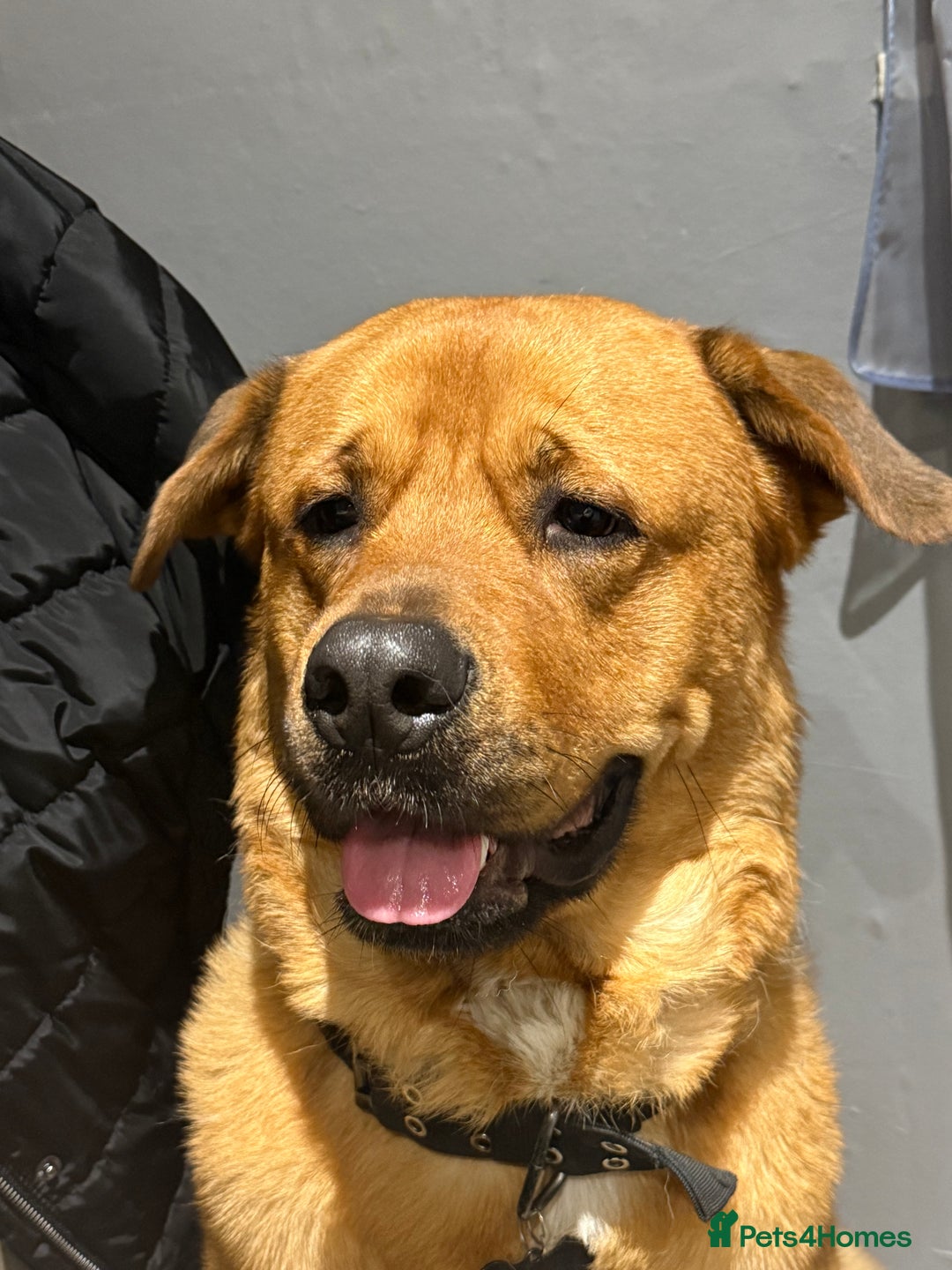 Golden Rottweiler Lab Mix Golden Retriever Mixed With Labrador Retriever  Golden Labrador, image size:1080x1440