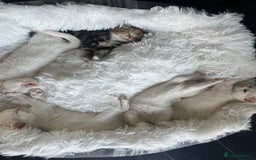 Turkish Van cats for sale: Half Turkish van kittens - Image 8