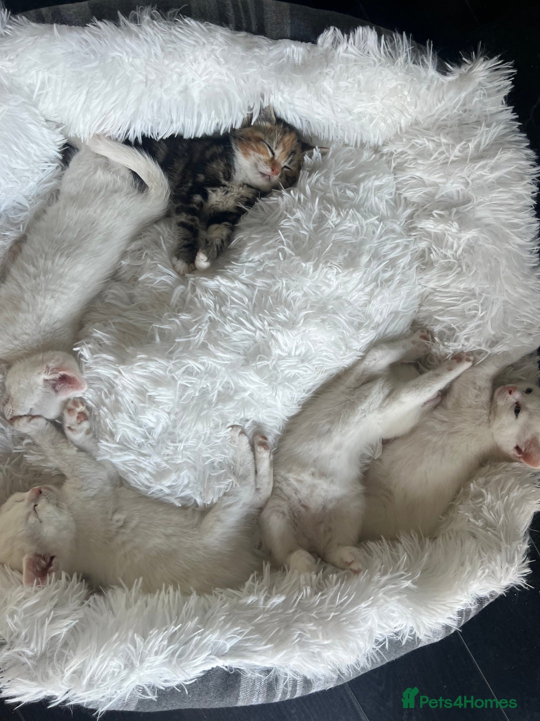 Turkish Van cats for sale: Half Turkish van kittens - Image 8