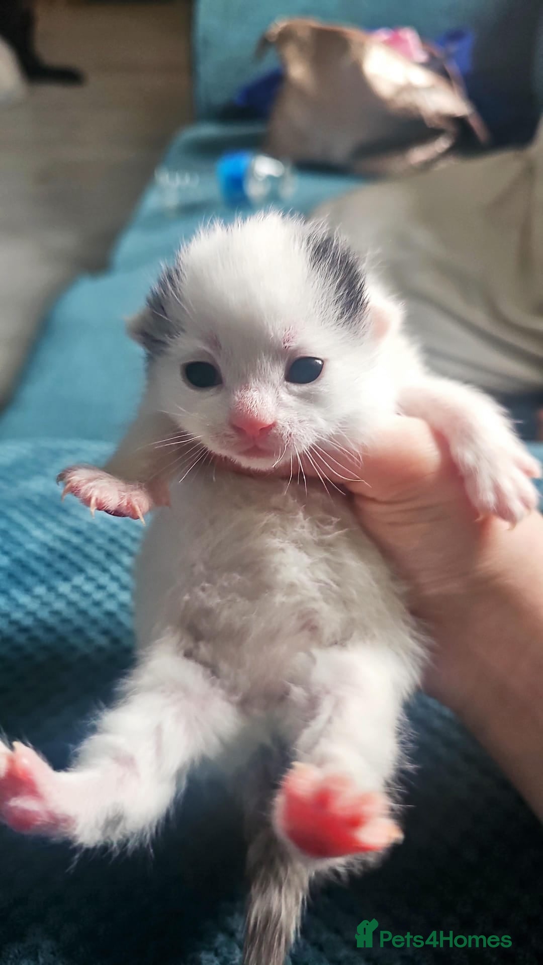 Domestic Shorthair cats for sale: Black and white  - Advert 7