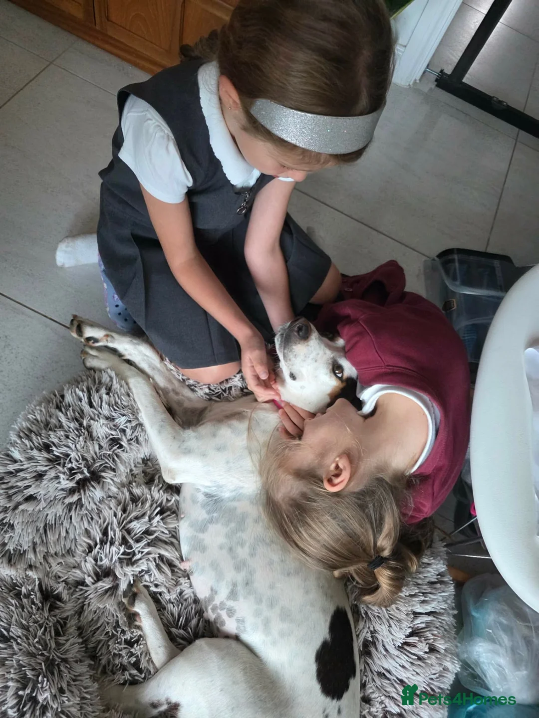 Mixed Breed dogs for adoption: Bonnie the perfect Nanny dog 2 yr old pointer X in Henlow - Advert 2