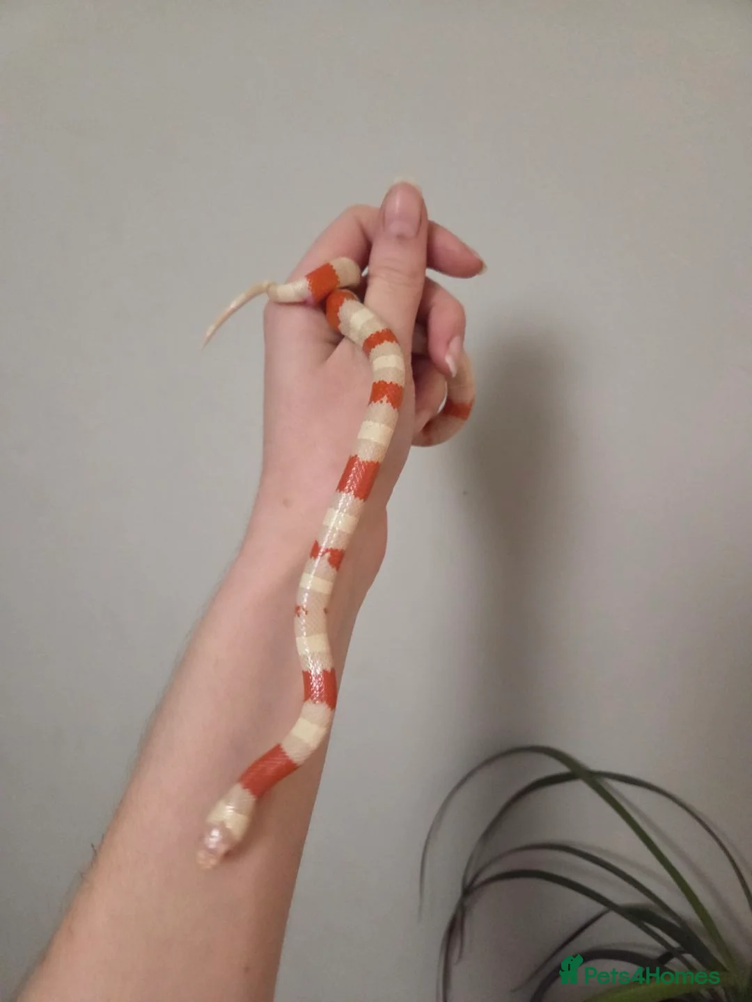 Milk Snake reptiles for sale: Albino milk snake - Advert 2