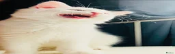 Persian cats for sale: 🚨URGENT🚨White Persian X Angora Female kitten    - Advert 2