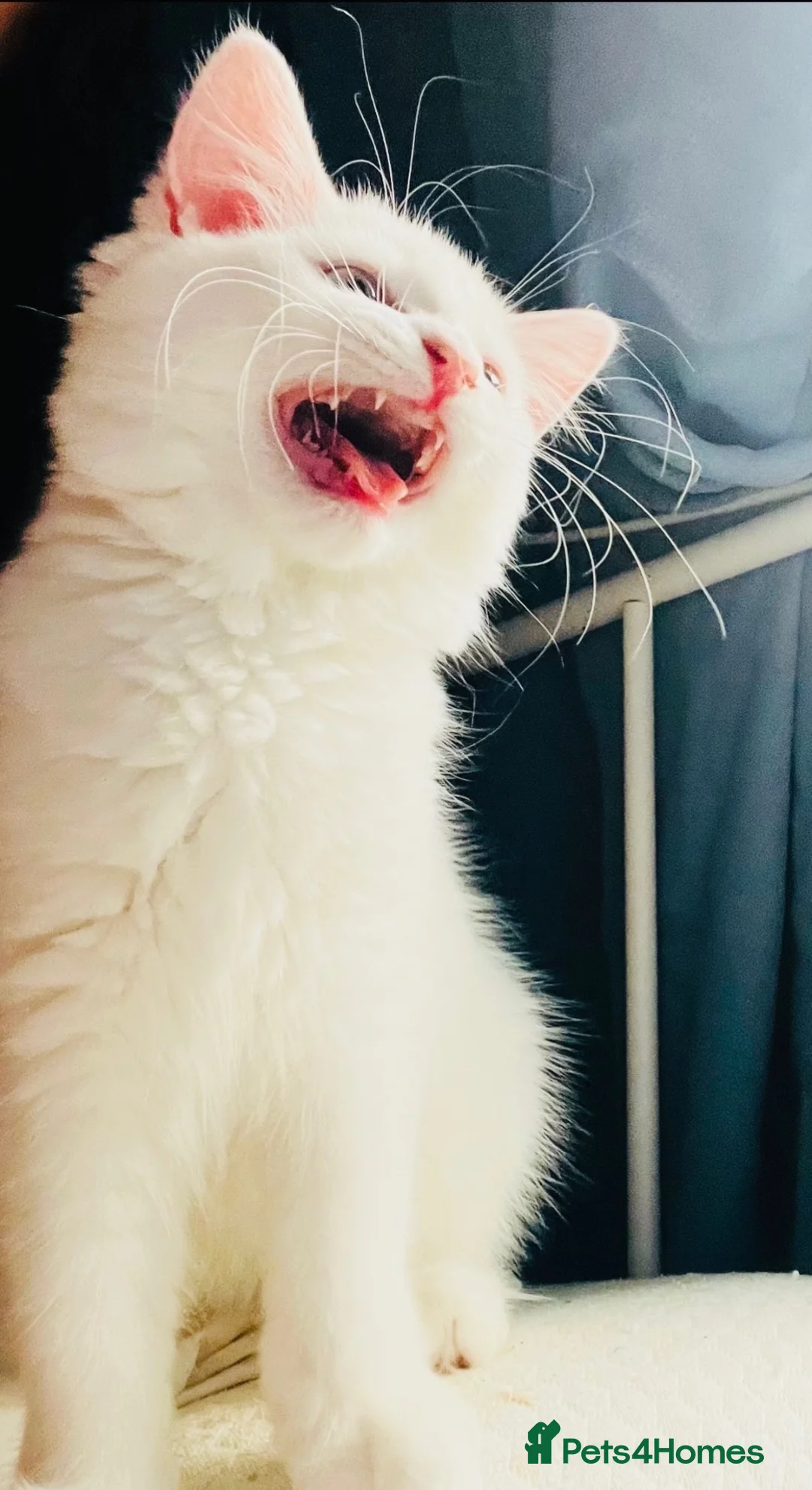 Persian cats for sale: 🚨URGENT🚨White Persian X Angora Female kitten    - Advert 2