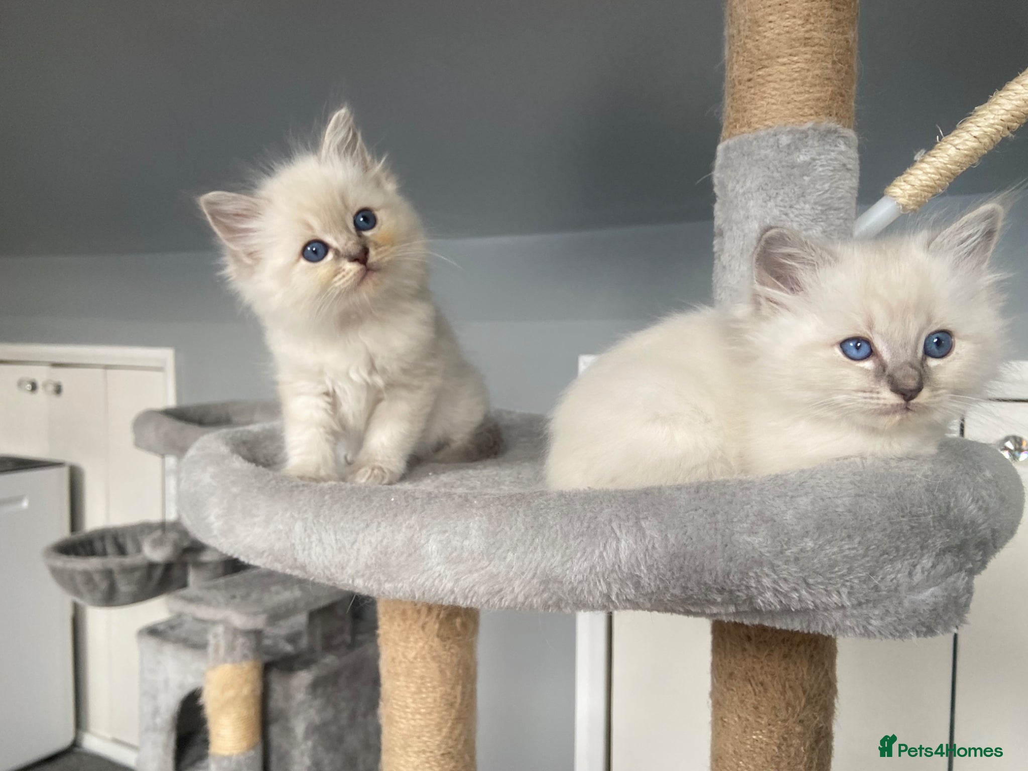 Ragdoll cats One little girl now available  - Advert 9
