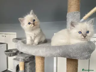 Ragdoll cats One little girl now available - Advert 9