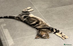 European cats for sale: Tortoiseshell Kittens Ready in 2 months - Image 7