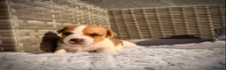 Jack Russell dogs for sale: Jack russell  - Advert 4