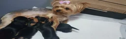 Yorkshire Terrier dogs for sale:   5 generation pedigree sertificate boy & girl  - Advert 3