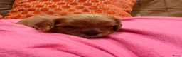 Cavalier King Charles Spaniel dogs for sale: KC reg 1 pure ruby boy and 1 Blenheim boy  - Advert 13