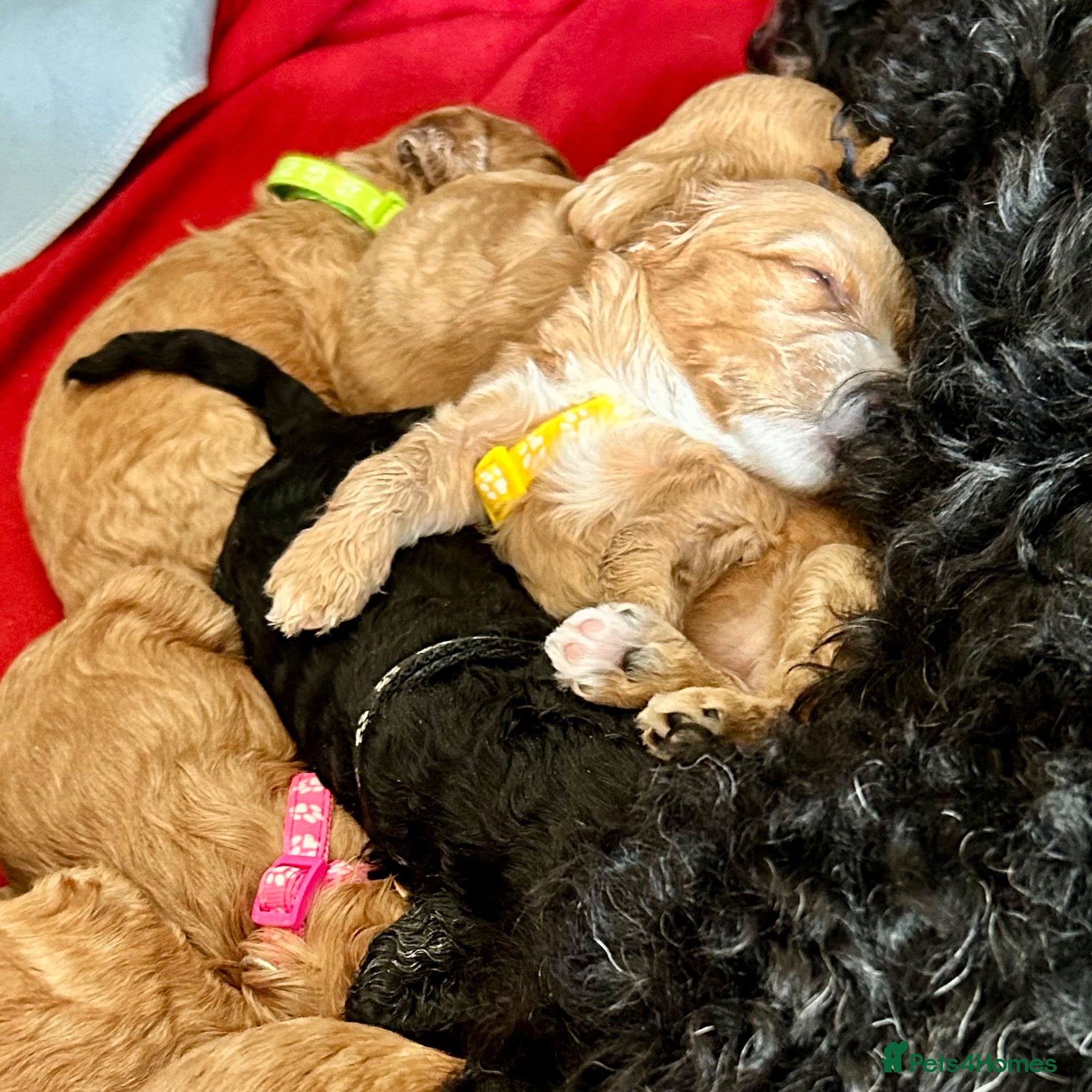 Cockapoo dogs Last litter allert! - Advert 4