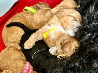 Cockapoo dogs Last litter allert! - Advert 2