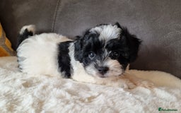 Shihpoo dogs for sale: Adorable little Shihpoo's, sold fully vaccinated - Image 18