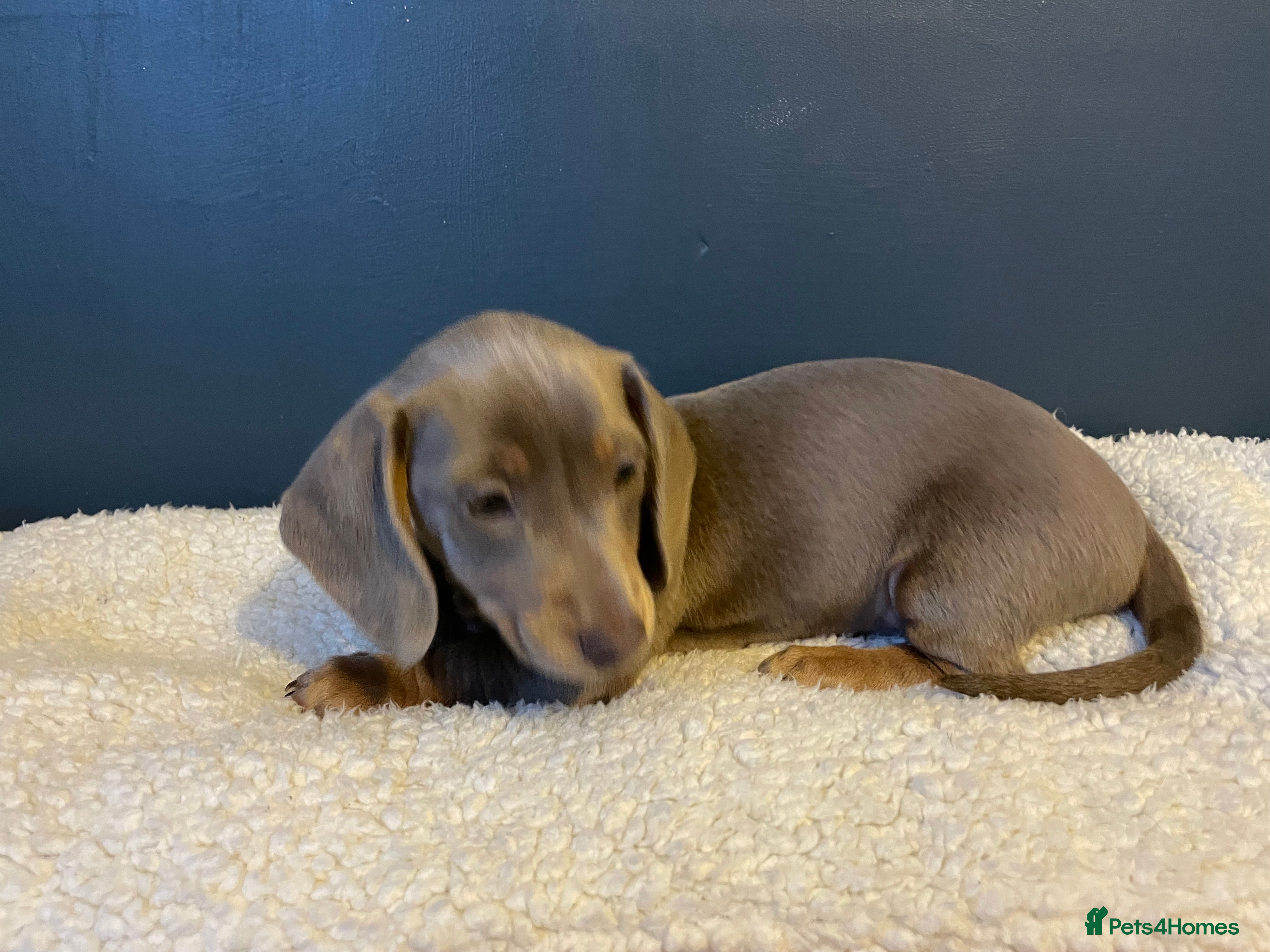 Miniature Dachshund dogs Mini Dachshund Pups ISABELLA & BLUE ISABELLA - Advert 2