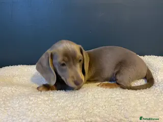 Miniature Dachshund dogs Mini Dachshund Pups ISABELLA & BLUE ISABELLA - Advert 5