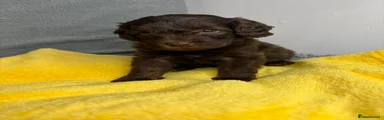 Cavapoo 3 - Yellow blanket
