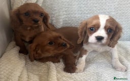 Cavalier King Charles Spaniel dogs for sale: Cavalier King Charles Spaniel Puppies ready now!!! - Image 1