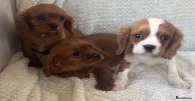 Cavalier King Charles Spaniel dogs - Advert 5