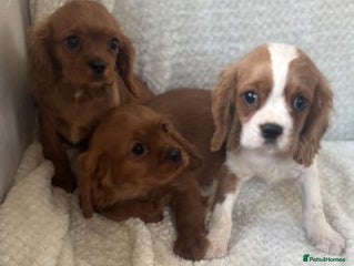 Cavalier King Charles Spaniel dogs for sale - Advert 1