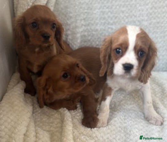 Cavalier King Charles Spaniel dogs - Advert 15