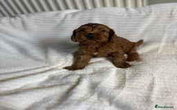 Cockapoo dogs for sale: Outstanding red and Black and Tan cockapoos in Doncaster - Image 7