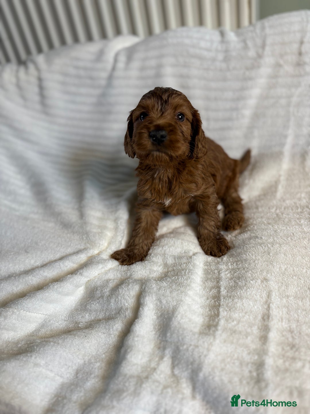 Cockapoo dogs for sale: Outstanding red and Black and Tan cockapoos in Doncaster - Image 7